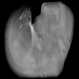 Mouse Neonatal GT